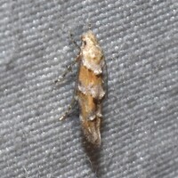 Mompha albocapitella 